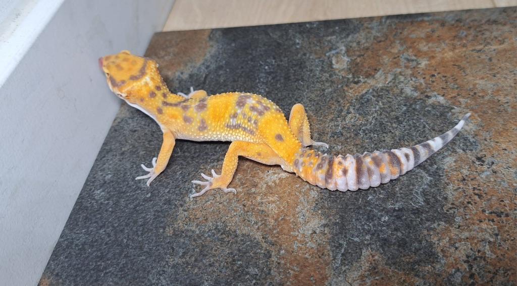 Luipaardgekko man, Tangerine Tremper Albino Leopard Gecko - male for sale from Sandra