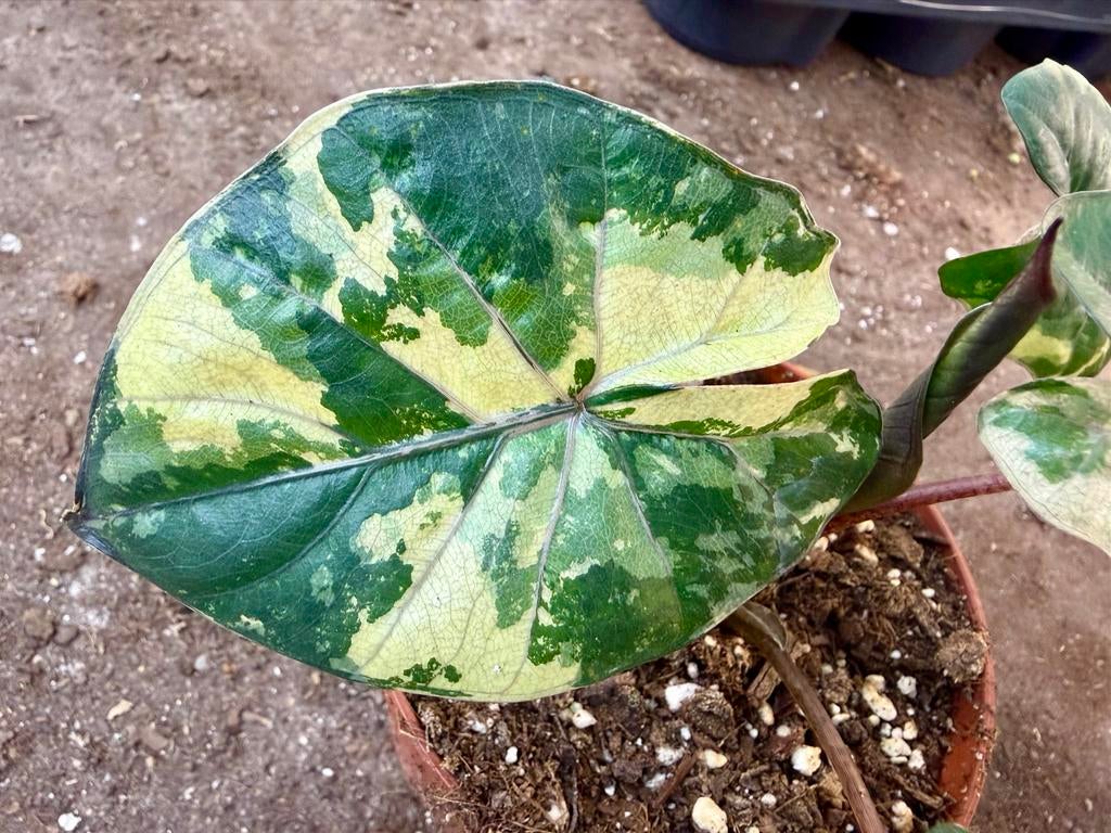 Alocasia Yucatan Princess p12, Overige soorten, In pot, Minder dan 100 cm, Groene kamerplant