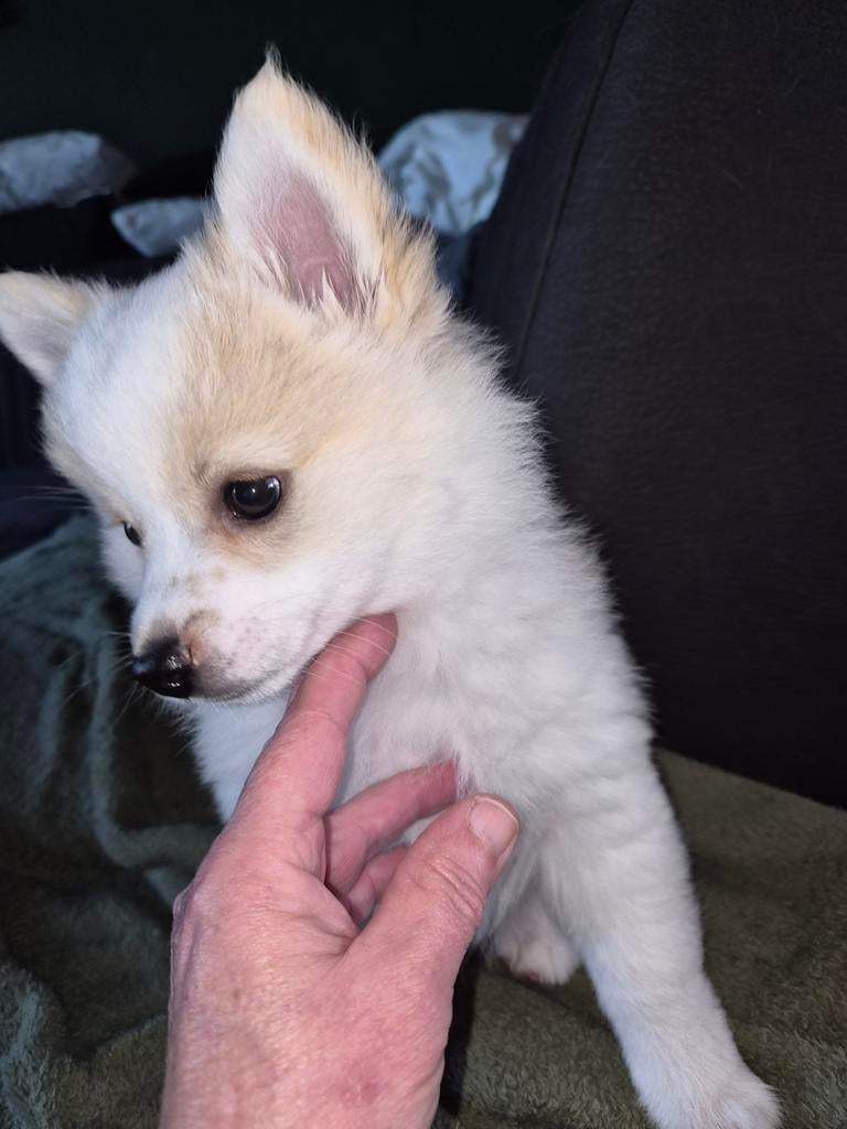 Kleine Keeshond puppies (te zien op Tiktok Fietje Fumée), Keeshond, 8 tot 15 weken, Parvo, Meerdere