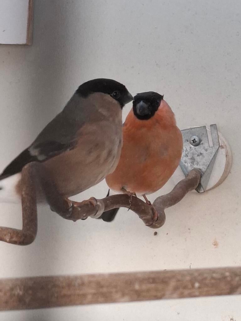 1-1 Noorse Goudvinken, Dieren en Toebehoren, Vogels | Overige Vogels, Meerdere dieren, Wildzangvogel, Geringd