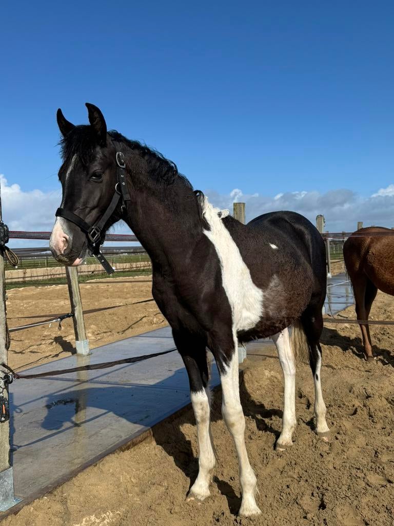Mega knappe jaarling hengst met gouden karakter, Dieren en Toebehoren, Paarden, Gechipt, Minder dan 160 cm, Niet van toepassing