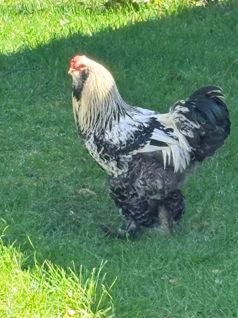 Grote jonge Brahma haan te koop, Dieren en Toebehoren, Pluimvee, Mannelijk