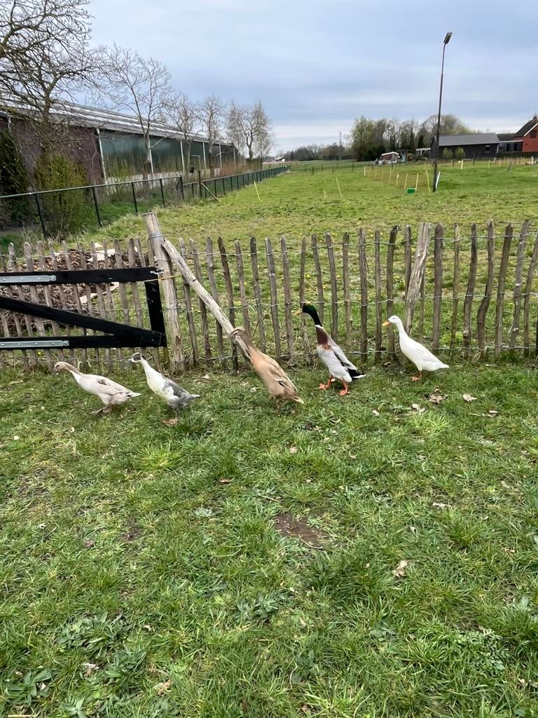 Broedeieren ( biologisch) van raszuivere Indische loopeenden, Geslacht onbekend, Eend