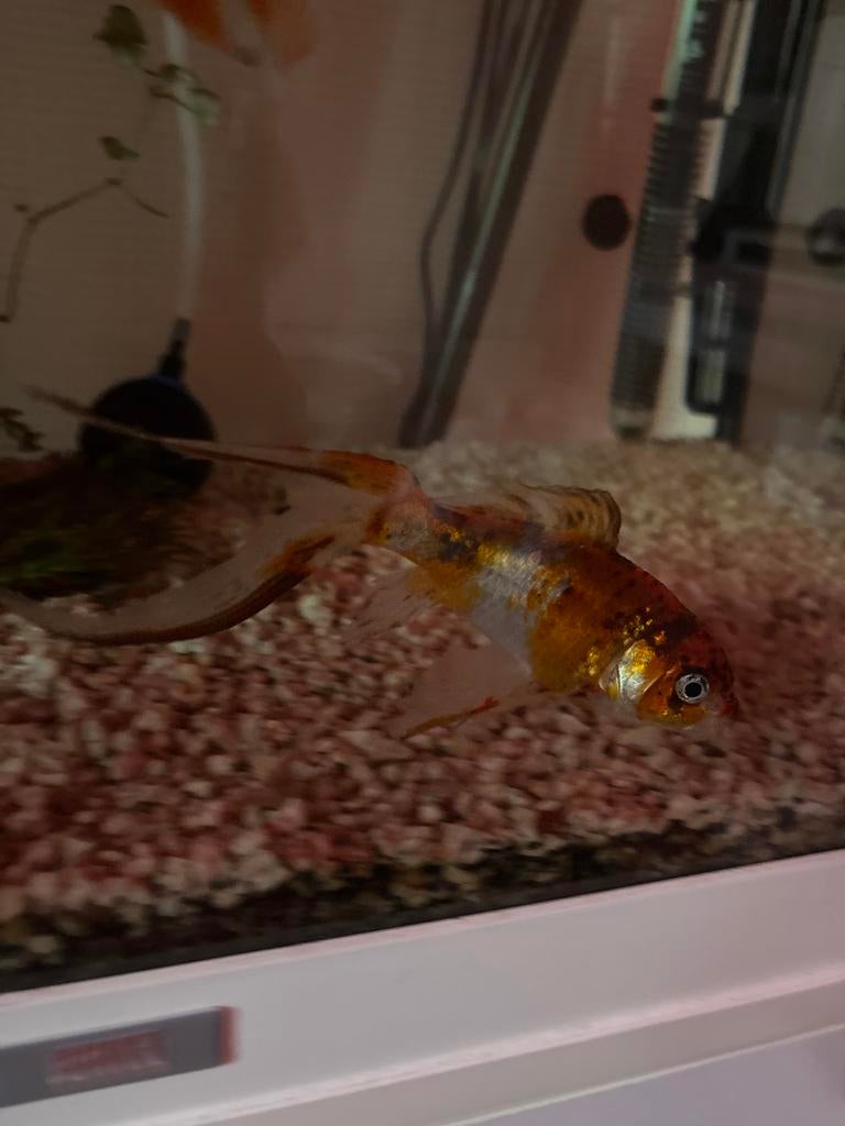 Goudvis middelgroot, Vis, Zoetwatervis, Schoolvis