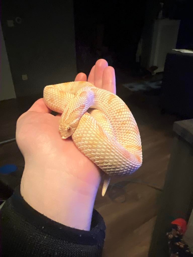 Heterodon Nasicus Haakneusslang 0.1 Albino Conda nk 2023, Dieren en Toebehoren, Reptielen en Amfibieën, Slang, 0 tot 2 jaar, Tam
