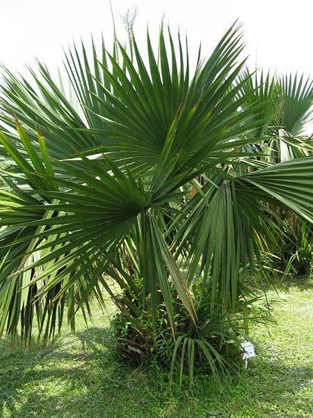 15x Sabal Minor Louisiana palm boom zaad (verzenden kan ook), Ophalen, Gehele jaar, Volle zon, Zaad