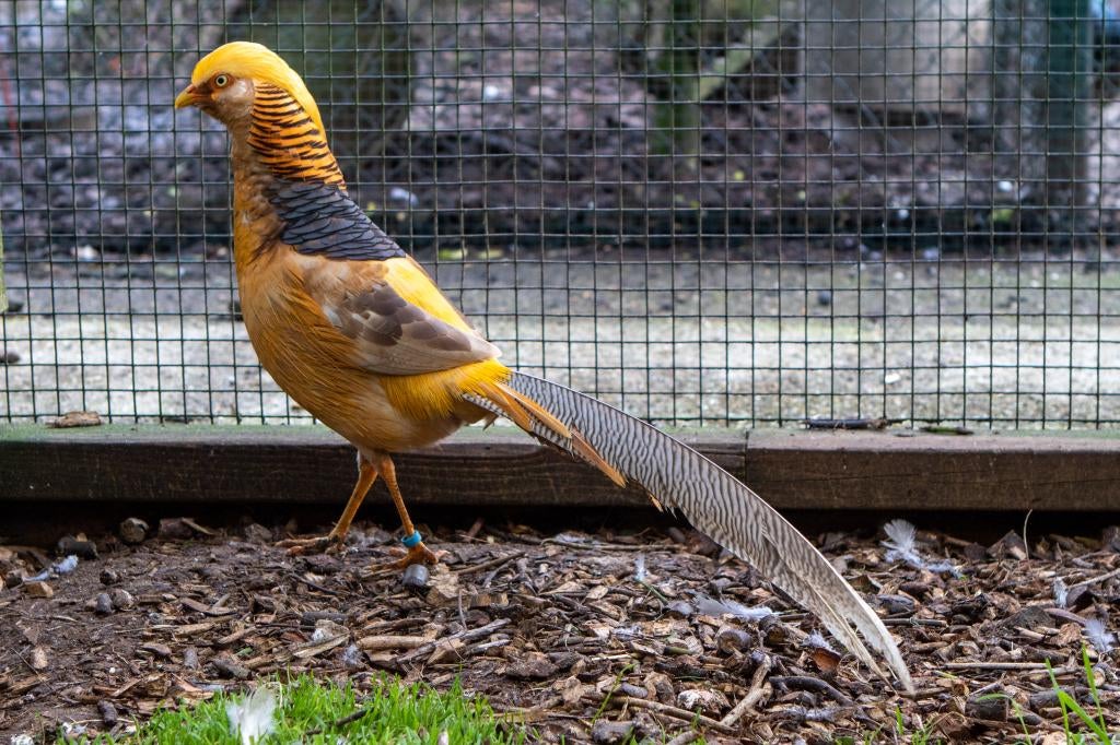 Broedeieren Goudfazanten, Dieren en Toebehoren, Geslacht onbekend, Overige soorten