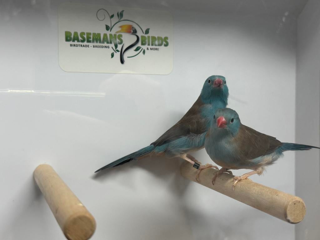 Blauwkop blauwfazantje - Uraeginthus cyanocephalus, Meerdere dieren, Tropenvogel, Geringd