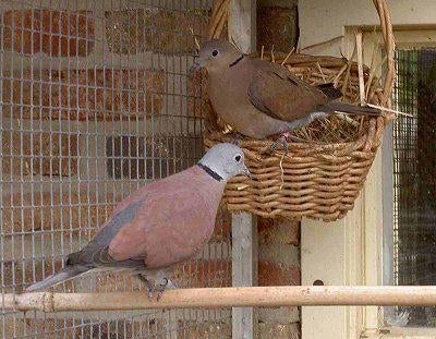 Birmatortel, Mannelijk, Tortelduif