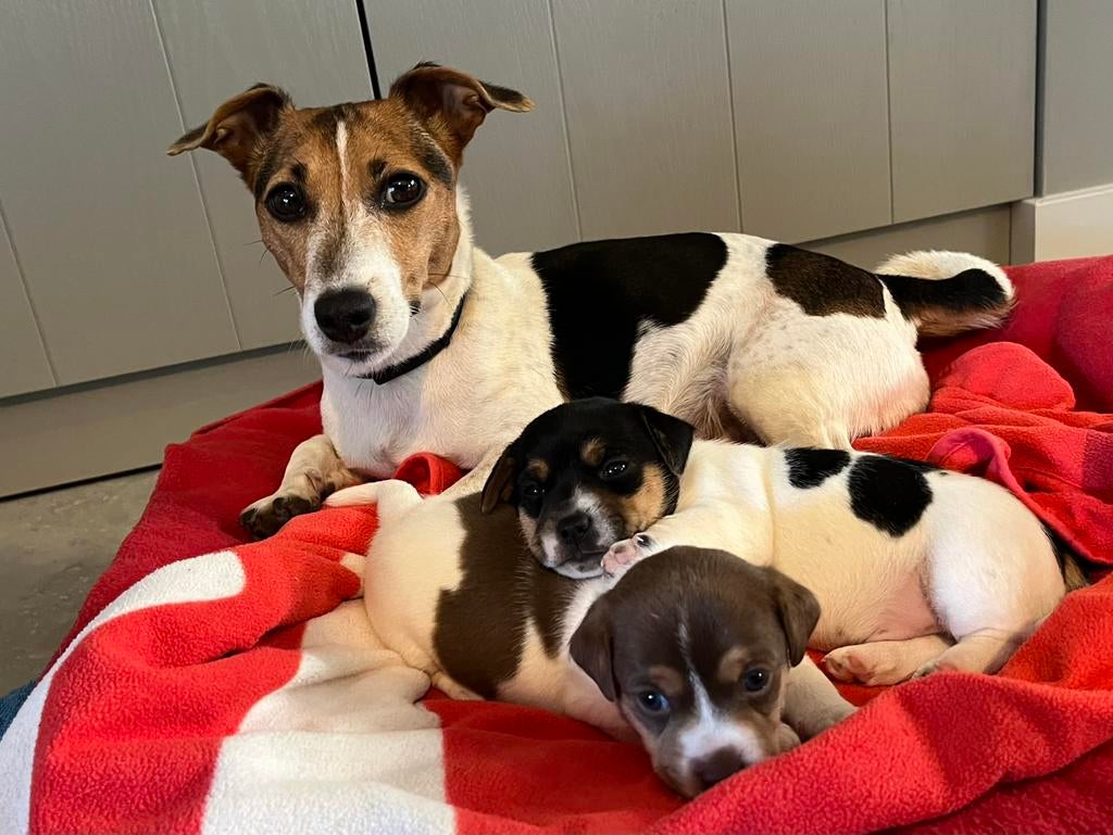 Jack Russell pups - reutje, Jack Russell Terriër, Reu, 8 tot 15 weken, Eén hond