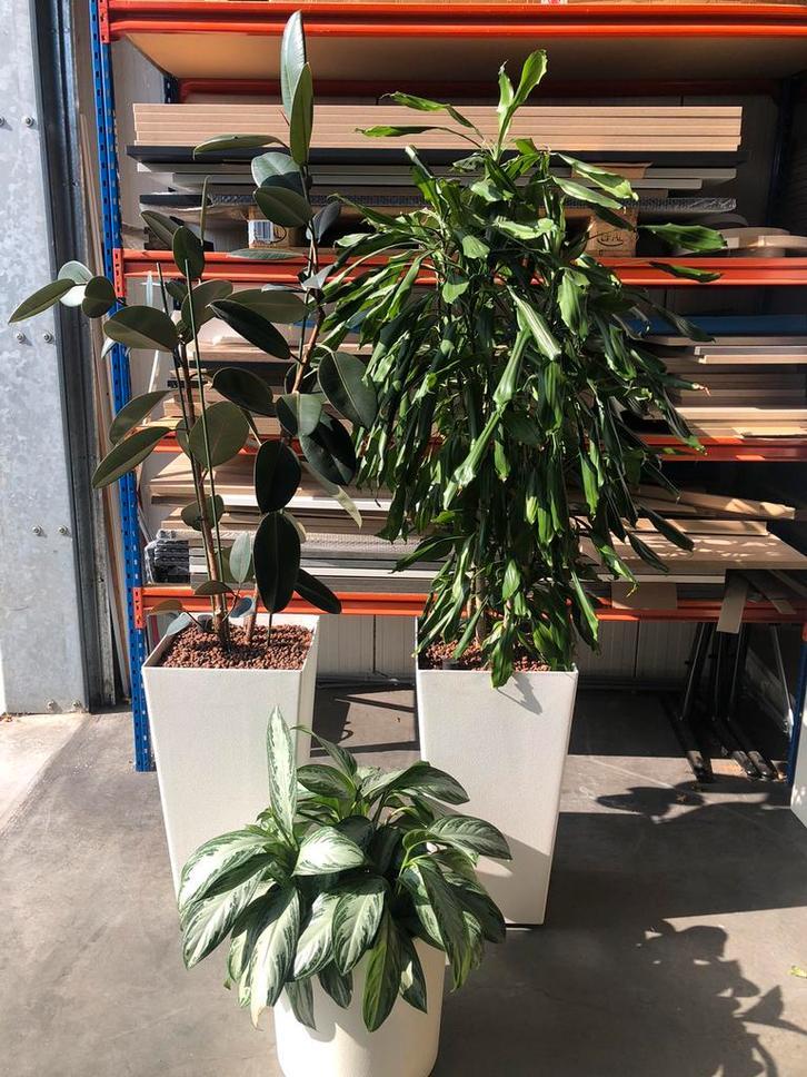 Mooie hydrocultuur planten/ kantoor planten, Ophalen of Verzenden, Overige soorten, In pot, 100 tot 150 cm