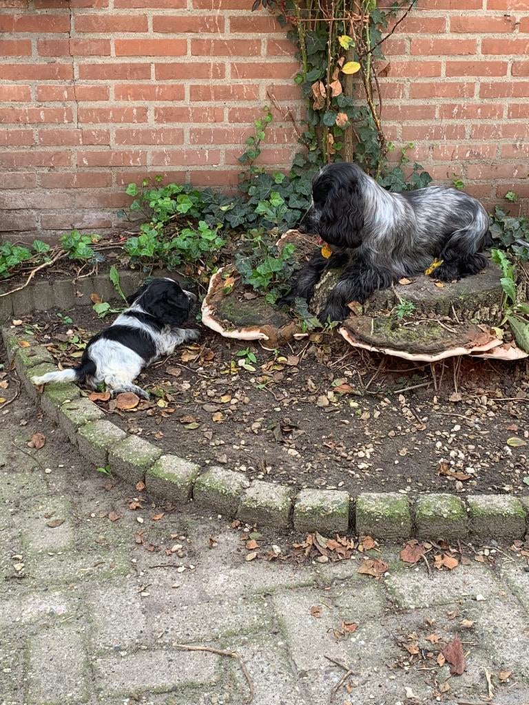 Honden opvang aangeboden, Diensten en Vakmensen, Dieren | Honden | Verzorging, Oppas en Les