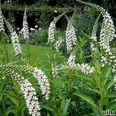 Witte Wederik, Tuin en Terras, Planten | Tuinplanten, Volle zon, Vaste plant, Zomer, Ophalen