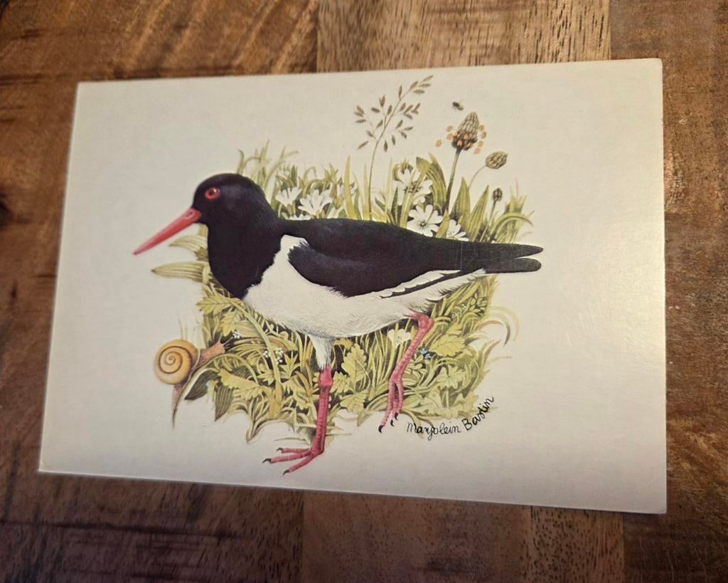 Scholekster - Marjolein Bastin, Verzenden, 1980 tot heden, Gelopen, Vogel