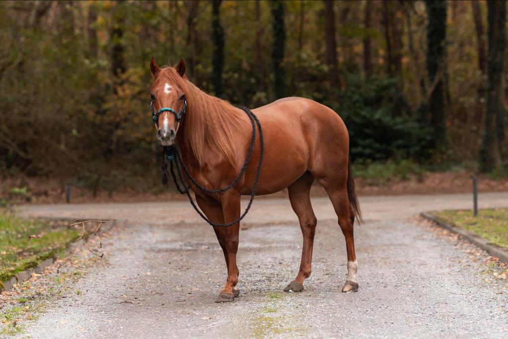 Te koop 4 jarige Quarter horse ruin, Dieren en Toebehoren, Paarden, Minder dan 160 cm, Met stamboom, Ruin, Niet van toepassing