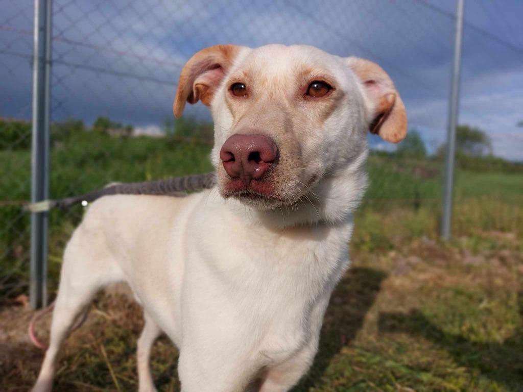 CHESTER MENSGERICHTE REU, MIDDELMAAT, ZOEKT WANDELVRIEND(IN), Particulier, Reu, Buitenland, Parvo