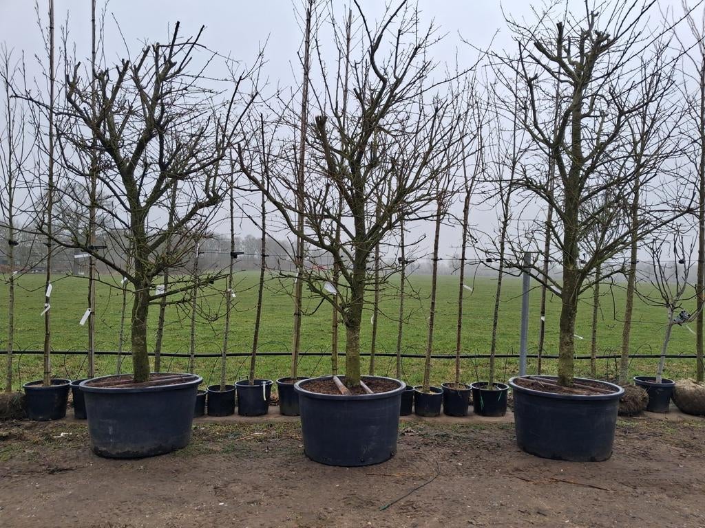 Prunus Domestica 'Opal' - karakteristieke oude Pruimenboom, Ophalen of Verzenden, Lente