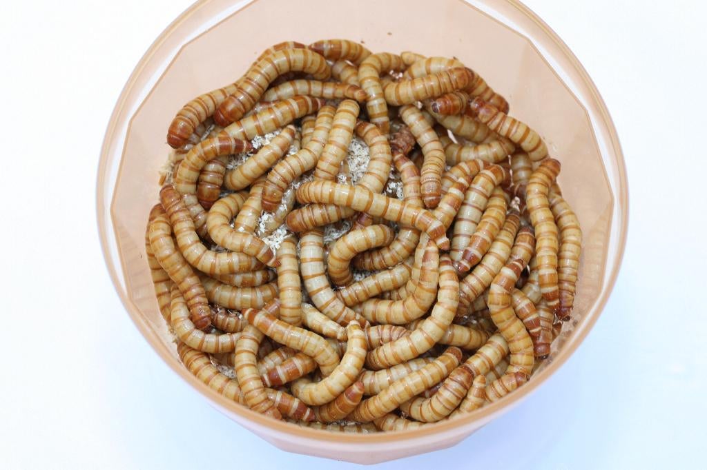krekels, meelworm, wasmot, sprinkhanen etc evt per post, Dieren en Toebehoren, Reptielen en Amfibieën, Hagedis, 0 tot 2 jaar