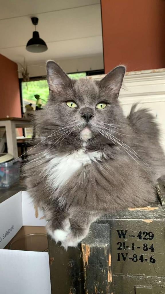 Ragdoll dekkater met stamboom, Dieren en Toebehoren