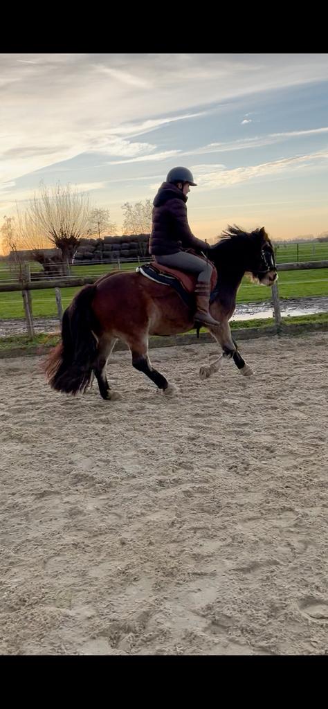 Grondwerk/rij les, paarden trainen, groom, stalruiter aangeb, Dieren en Toebehoren, Ophalen, Nieuw