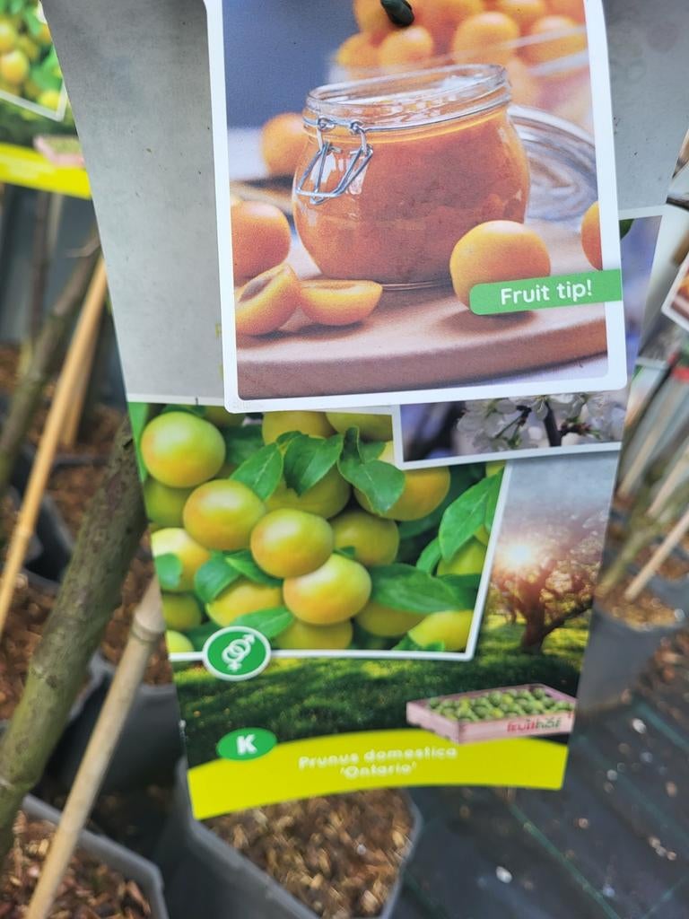 Fruitbomen te koop mega deal, Volle zon, 100 tot 250 cm, Zomer, Overige soorten