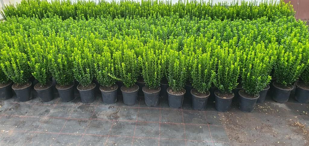 Euonymus green spire, Tuin en Terras, Planten | Struiken en Hagen, Ophalen, Overige soorten, Struik, Minder dan 100 cm
