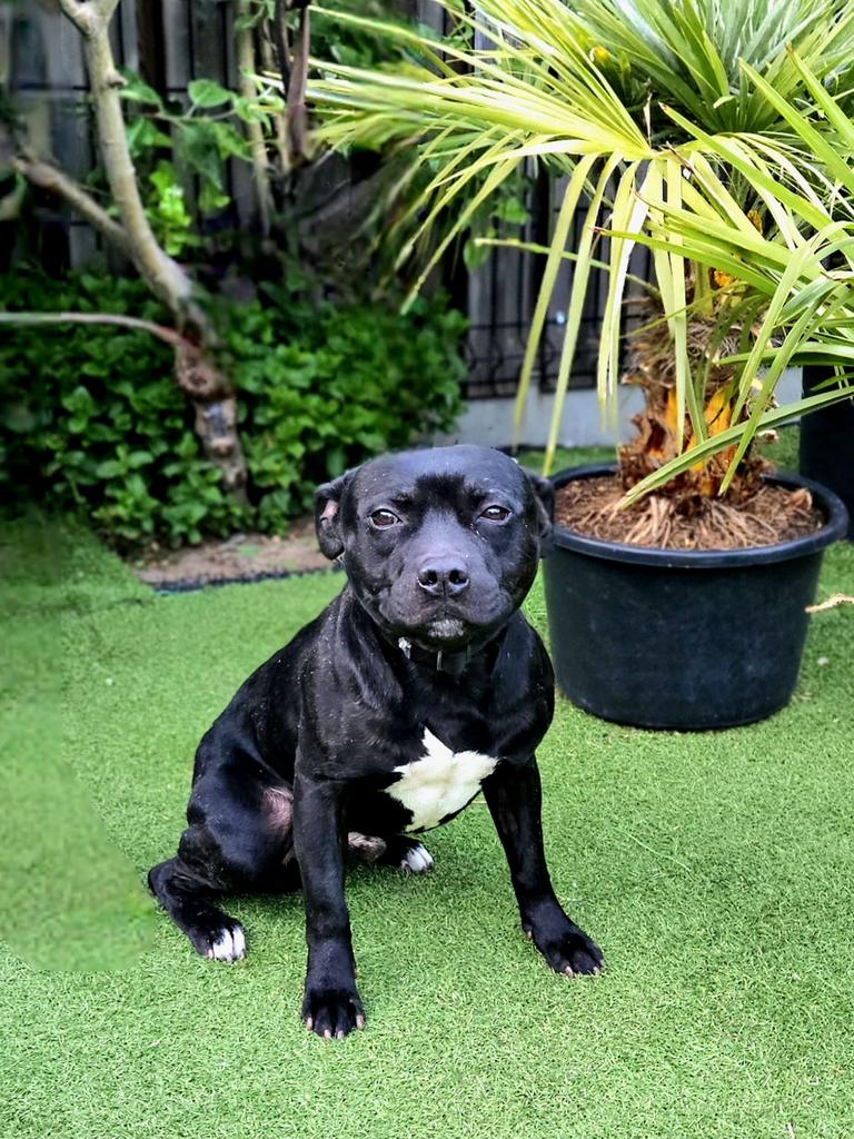 Staffordshire bull terrier dekreu, Parvo, Reu, Meerdere, 3 tot 5 jaar