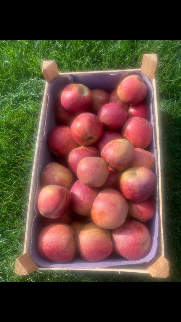 GOUDREINETTEN, Diversen, Ophalen