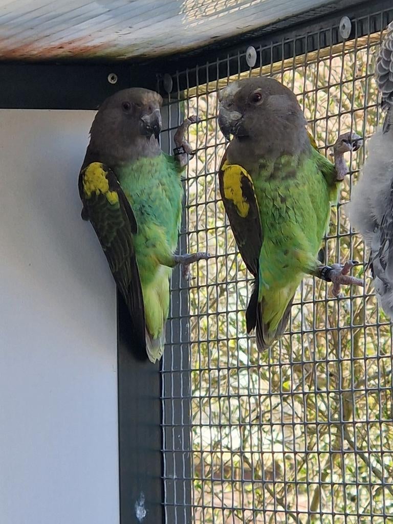 Meyer papegaai man, 2025, Mannelijk, Papegaai