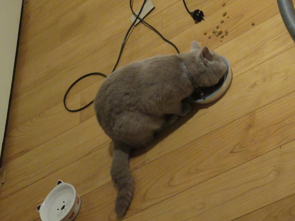 Britse Korthaar dekkaters (niet te koop), Kater, Met stamboom, 0 tot 2 jaar