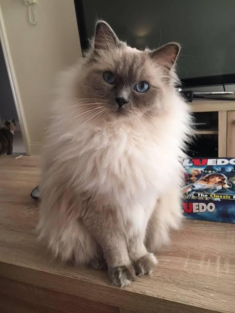 DEKKATER RAGDOLL BLUE POINT( NIET TE KOOP) NOT FOR SALE, Dieren en Toebehoren, Katten en Kittens | Dekkaters, 0 tot 2 jaar