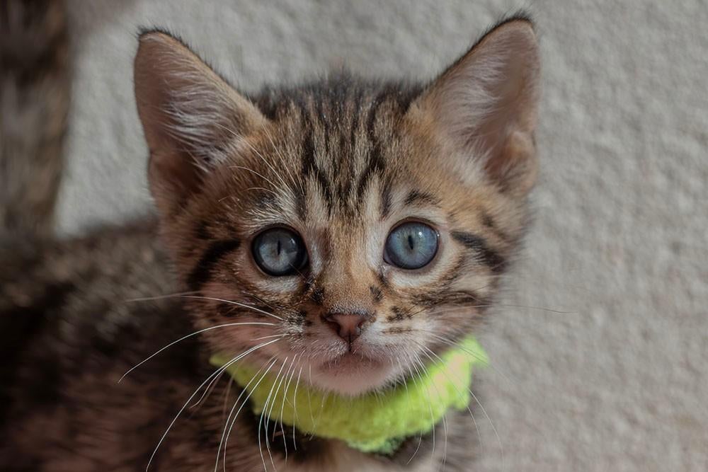 Nog maar 1 Cheetoh kitten poesje beschikbaar, Dieren en Toebehoren, Katten en Kittens | Raskatten | Korthaar, Meerdere dieren