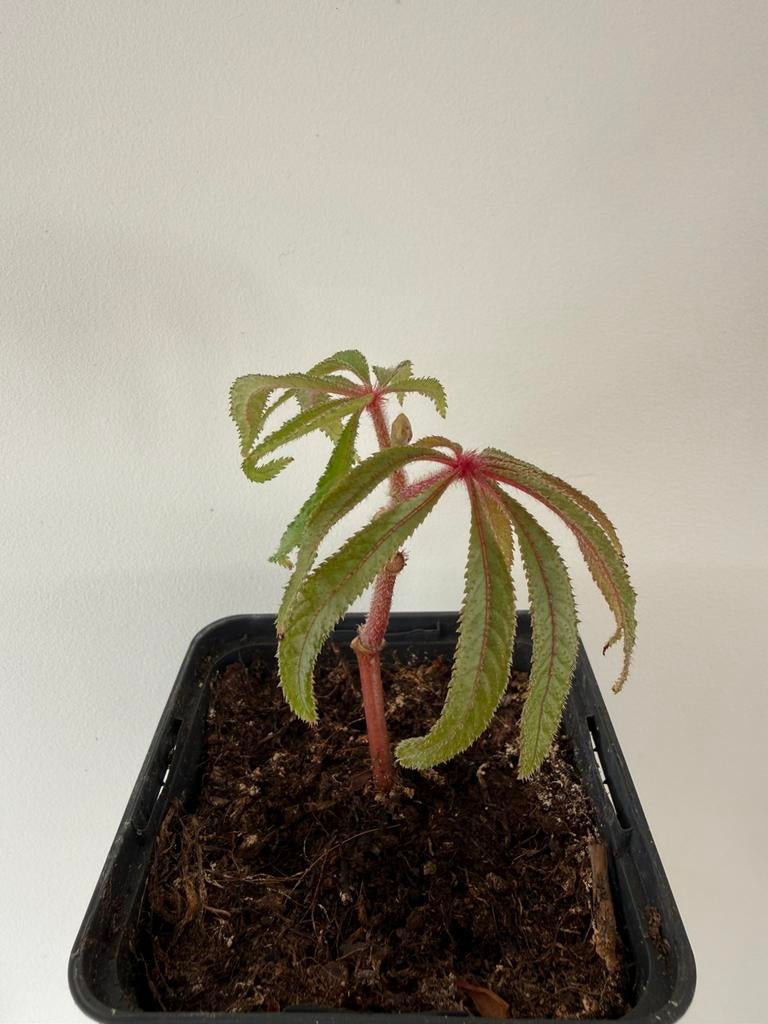 Stekken Begonia luxurians, Huis en Inrichting, Kamerplanten, Ophalen of Verzenden, Halfschaduw, Minder dan 100 cm