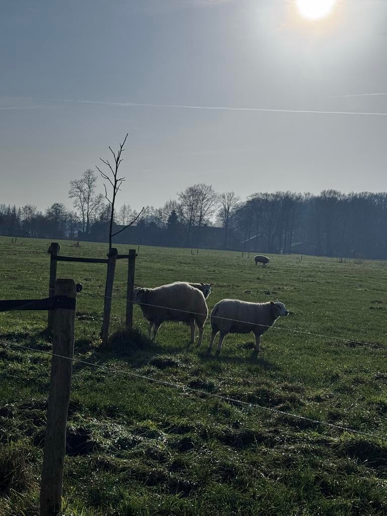 Gezocht : Te koop of te huur stukje wei rond Terschuur., Dieren en Toebehoren, Weidegang, 2 of 3 paarden of pony's
