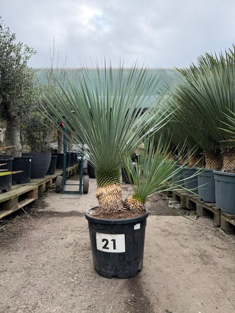 Yucca rostrata dubbelstam, Ophalen of Verzenden, Overige soorten, Volle zon