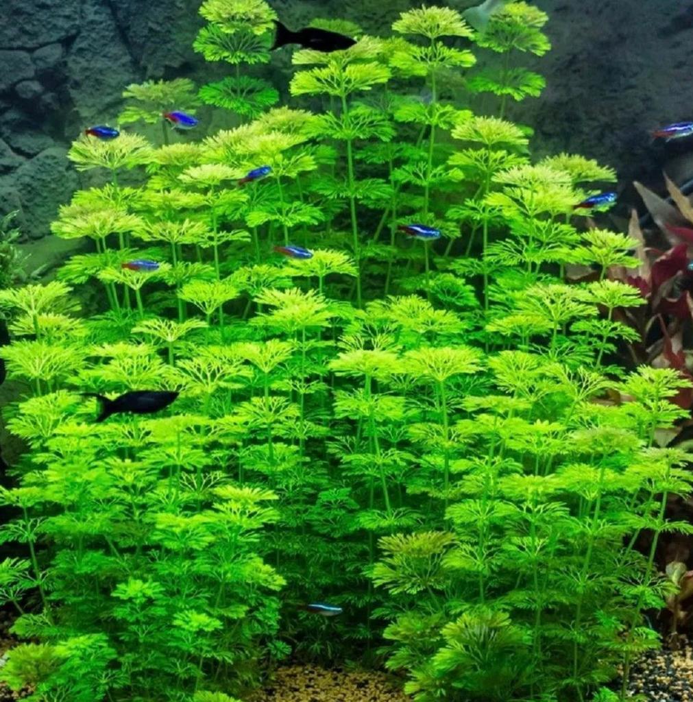 Limnophila Sessiliflora ambulia waterplanten zuurstof, Ophalen, Plant(en), Steen of Hout