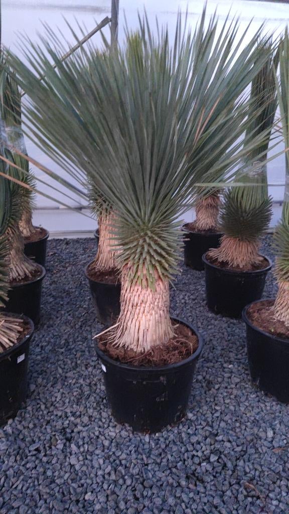 Yucca rostrata, Ophalen, Overige soorten, Volle zon