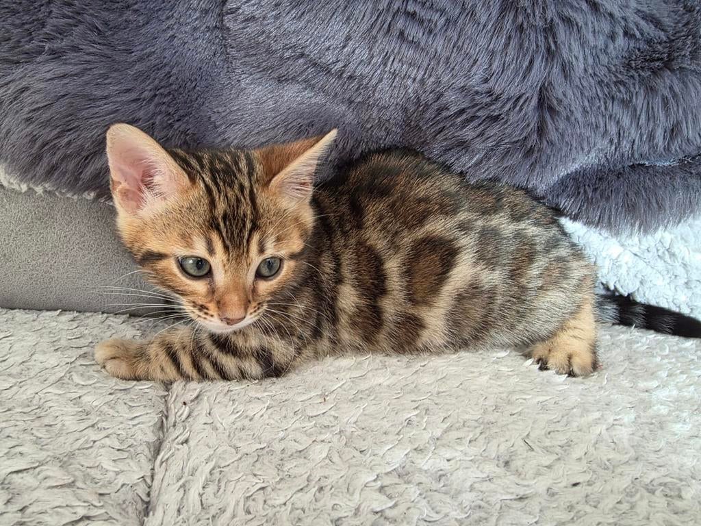 Bengal kittens met stamboom te koop 3 color NOG EEN KATJE, Meerdere dieren, Met stamboom