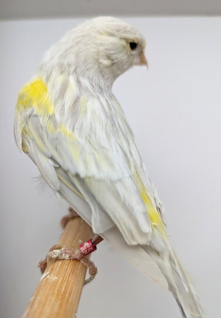 Opaal geel mozaiek koppel, Dieren en Toebehoren, Vogels | Kanaries, Meerdere dieren