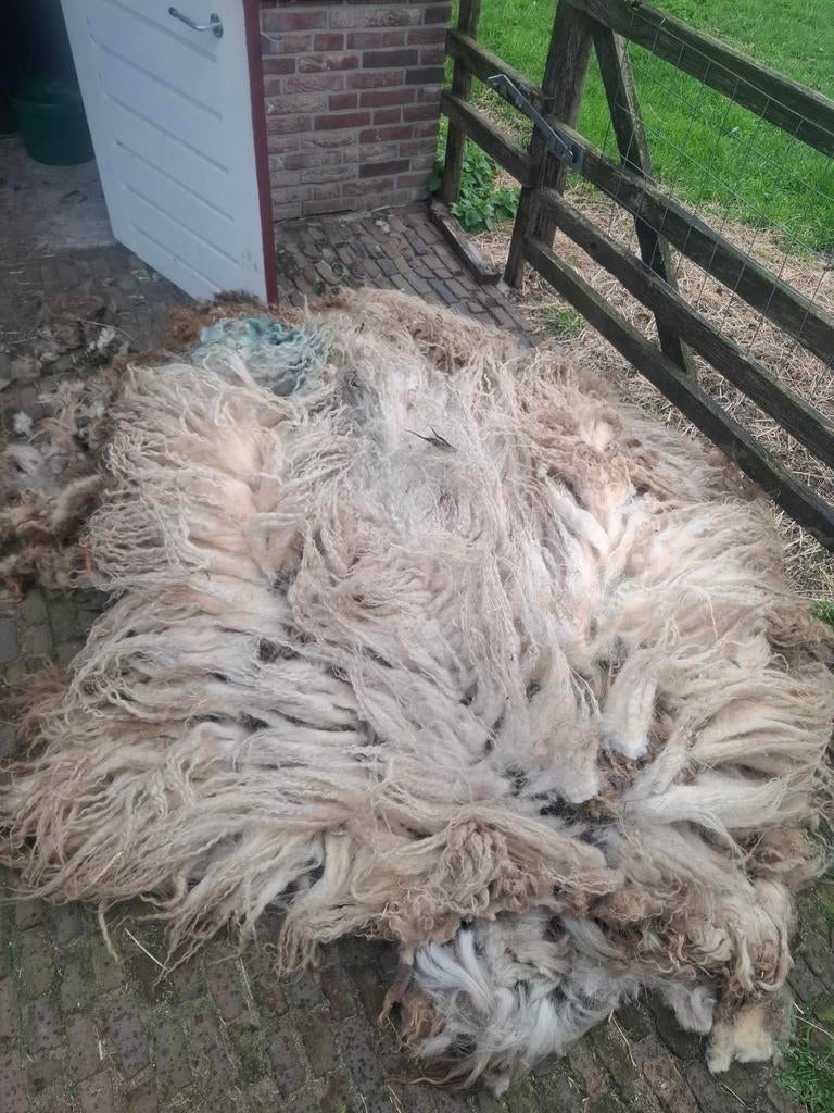 Schapen vachten, Meerdere dieren, Schaap