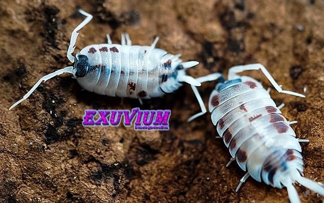 Porcellio silvestrii Dalmatian isopods / pissebedden, Overige soorten