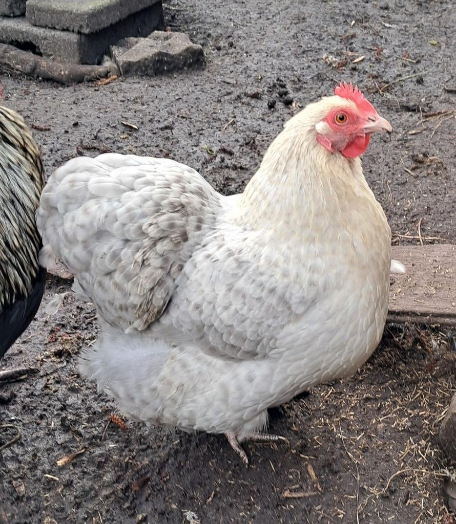 Trio Orpington krielkippen ISABEL KOEKOEKPATRIJS 2025, Dieren en Toebehoren, Meerdere dieren, Kip