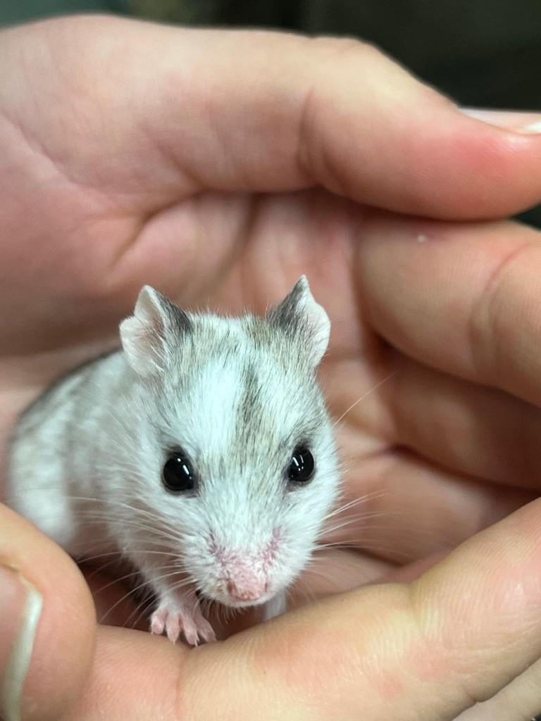 Chinese dwerghamster | Jonge hamsters | Goed tam te maken, Dieren en Toebehoren, Knaagdieren, Hamster, Februari, Vrouwelijk, Tam