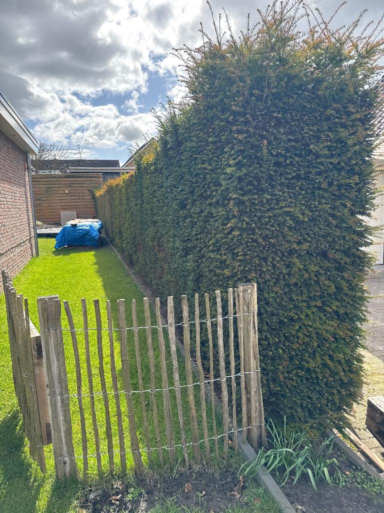 Taxus haag, Tuin en Terras, Planten | Struiken en Hagen, Ophalen, Taxus, Haag, 100 tot 250 cm