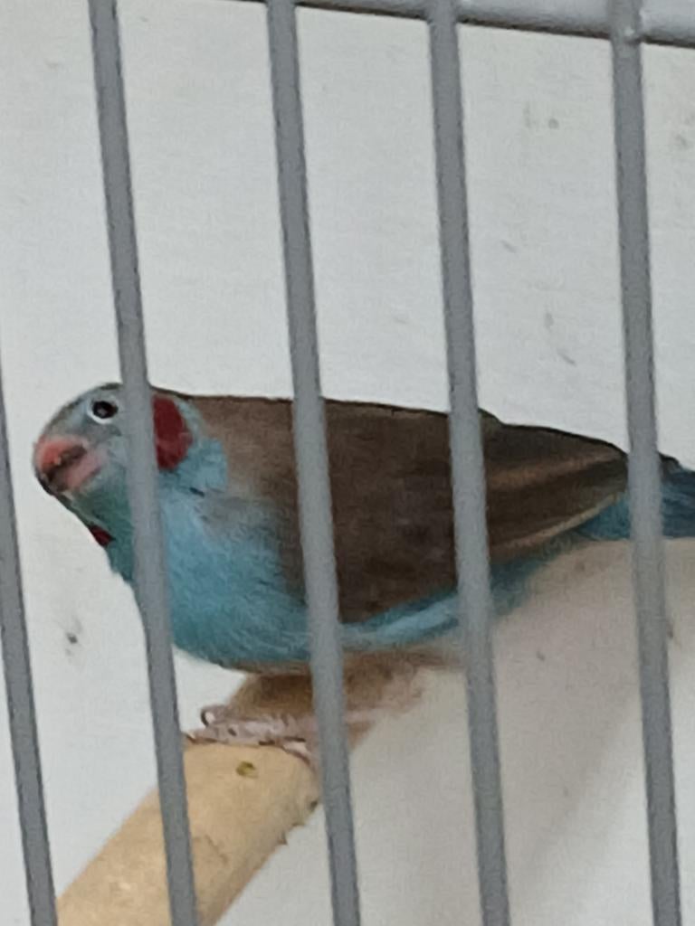 Blauwfazant man, Dieren en Toebehoren, Mannelijk, Tropenvogel, Geringd
