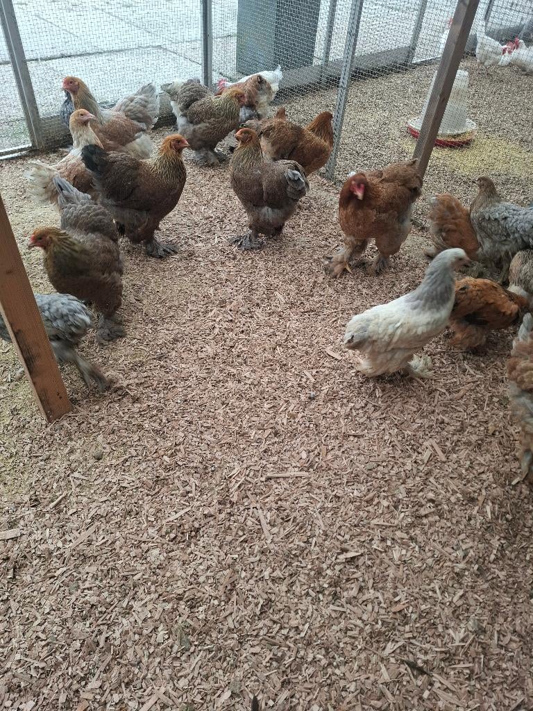 Brahma groot hennen, Dieren en Toebehoren, Pluimvee, Vrouwelijk, Kip