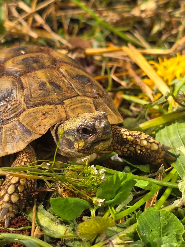 Vrouwelijke Griekse landschildpad Tortoise - female for sale from Carry
