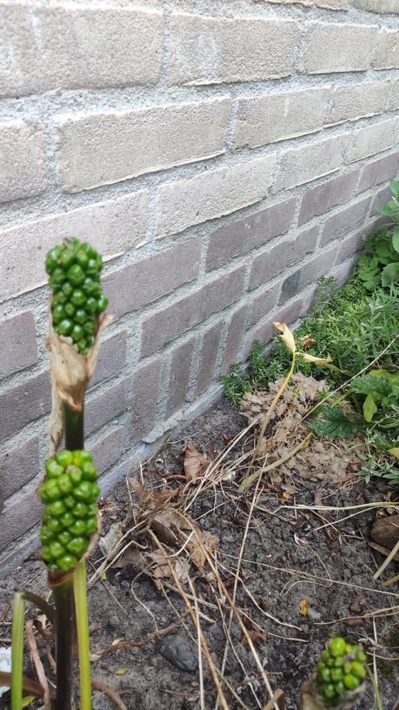 2 aronskelk, Ophalen of Verzenden, Overige soorten, Volle zon