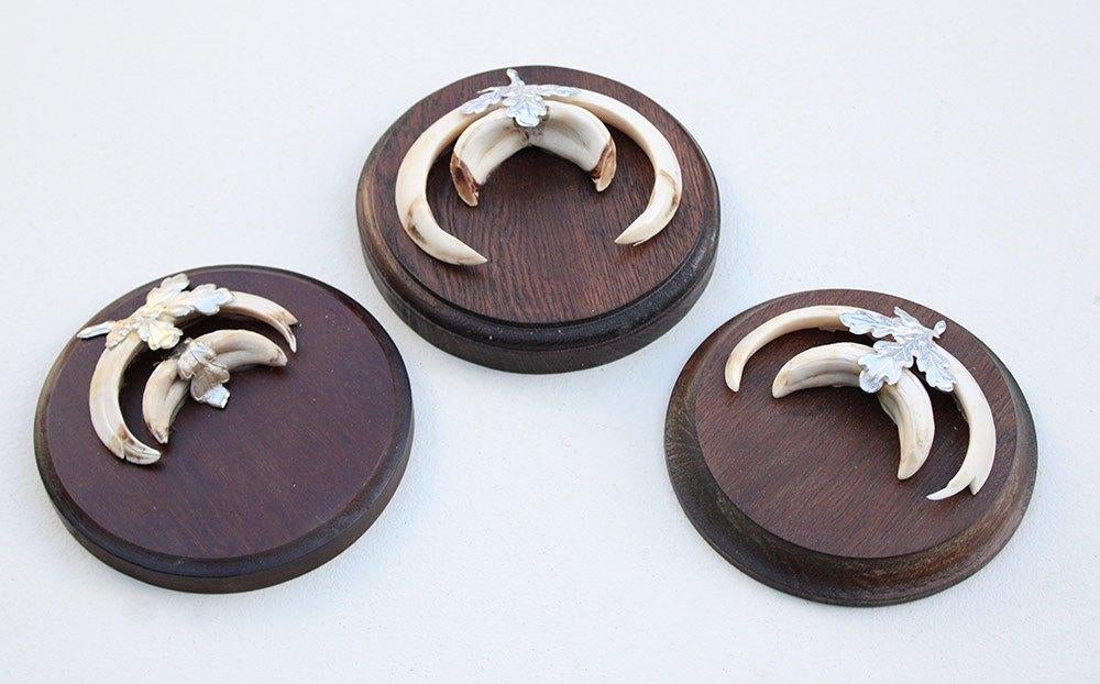 3 x schild tanden EVERZWIJN / WILD ZWIJN - set N, Ophalen of Verzenden, Gebruikt, Wild dier, Overige typen