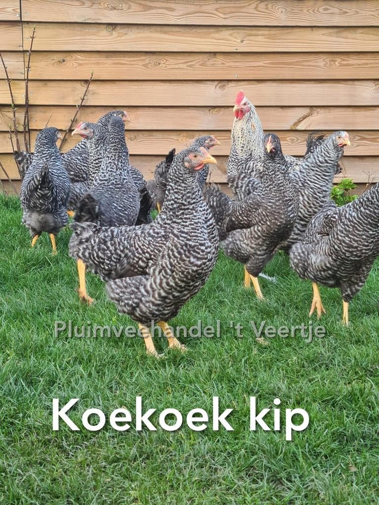 Jonge legkippen leghennen kippen araucana sussex koekoek, Dieren en Toebehoren, Pluimvee, Vrouwelijk, Kip